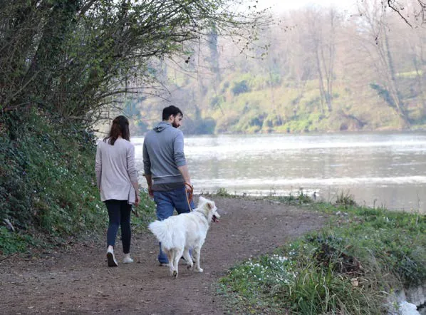 Cuplu plimbandu-se pe malul unui rau cu cainele